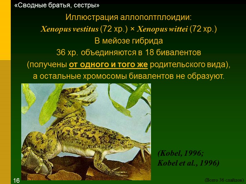 Иллюстрация аллополтплоидии: Xenopus vestitus (72 хр.) × Xenopus wittei (72 хр.)  В мейозе